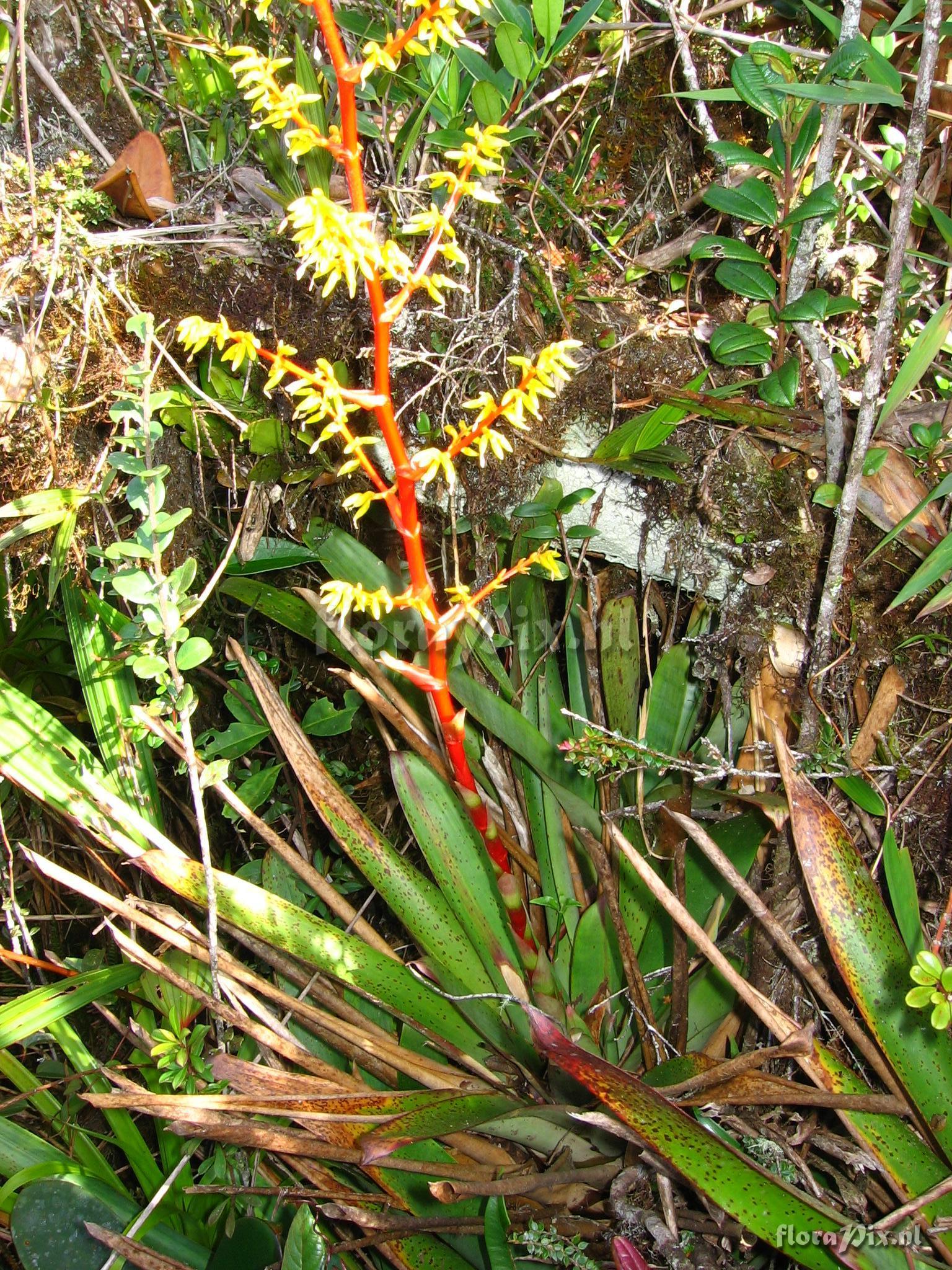 Guzmania difusa