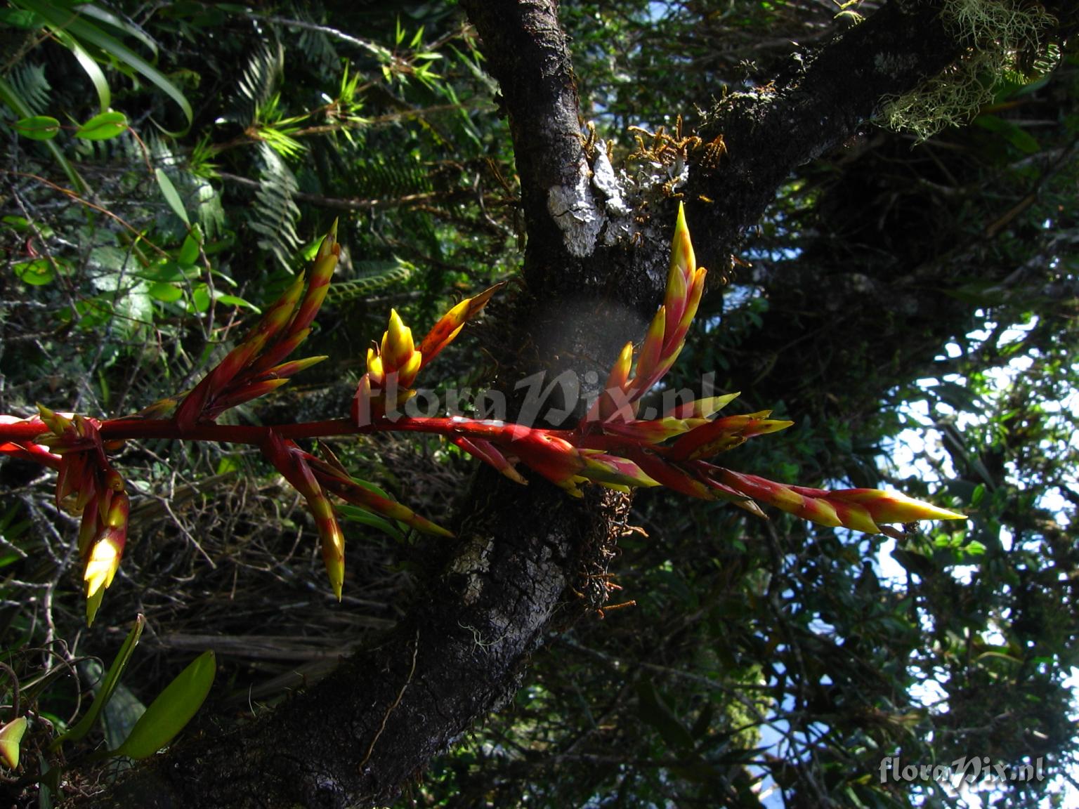 Guzmania paniculata Mez