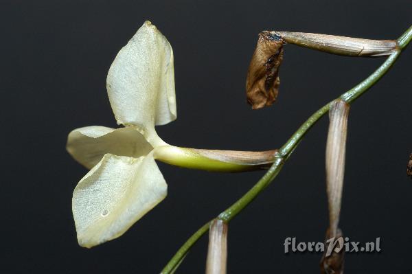 Tillandsia dodsonii