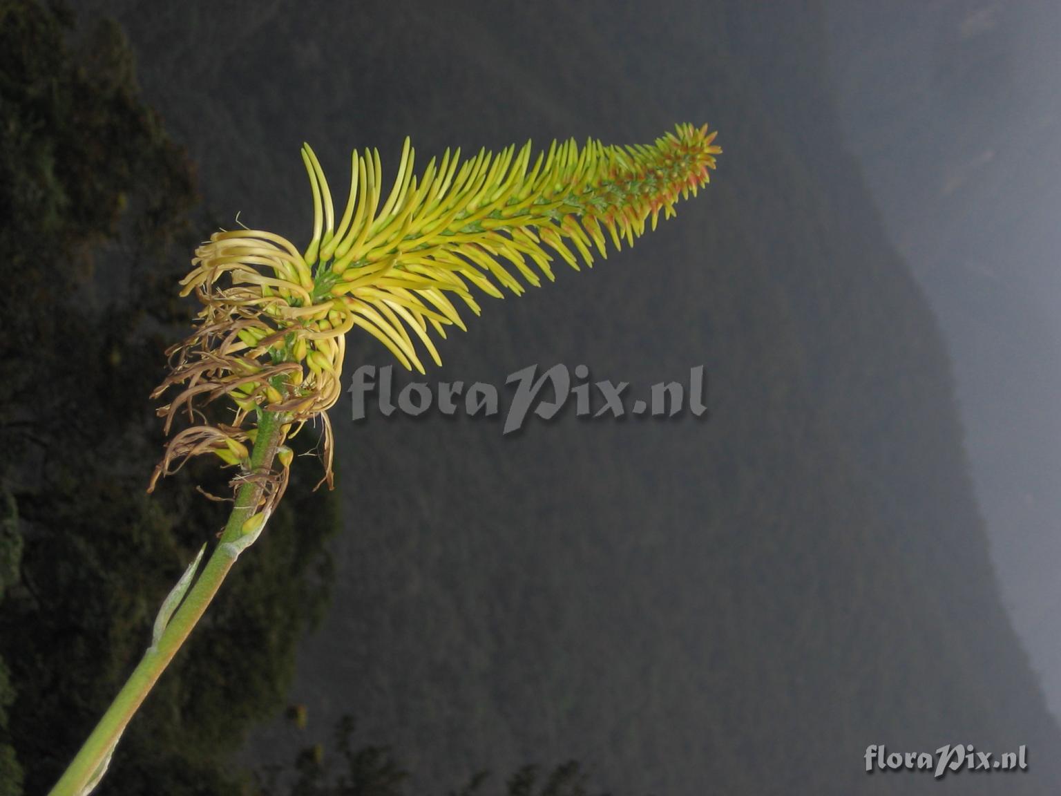 Pitcairnia trianae Andr var. retusa L.B. Sm.