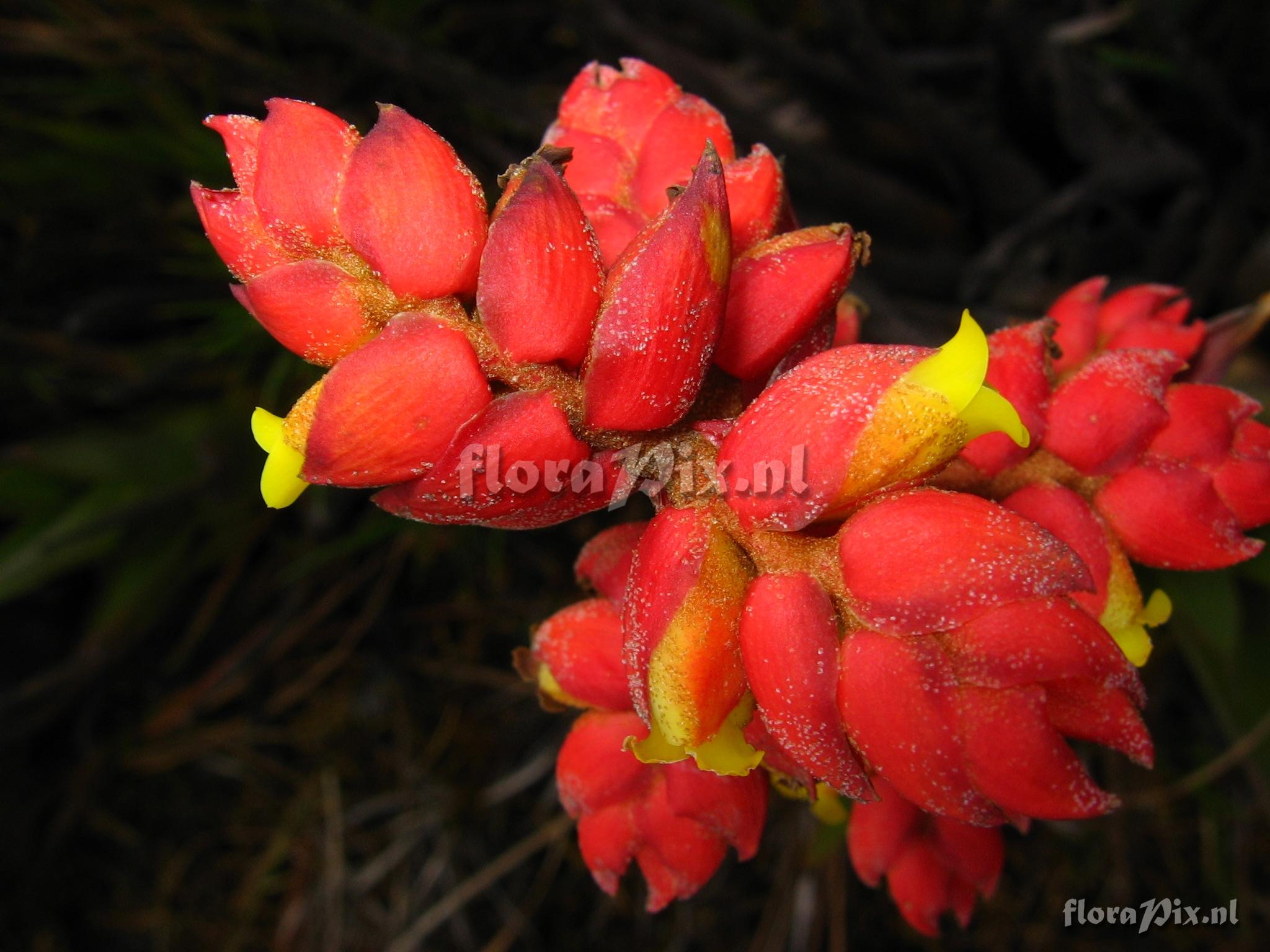 Racinaea tetrantha cf var. aurantiaca 