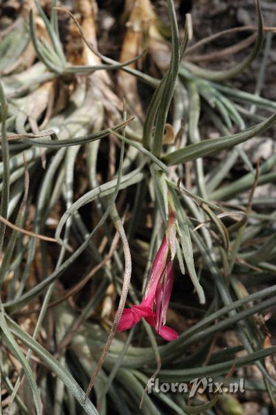 Tillandsia dorotheae