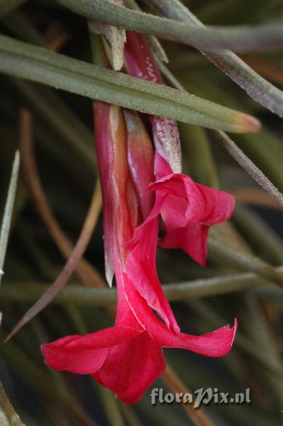 Tillandsia dorothea