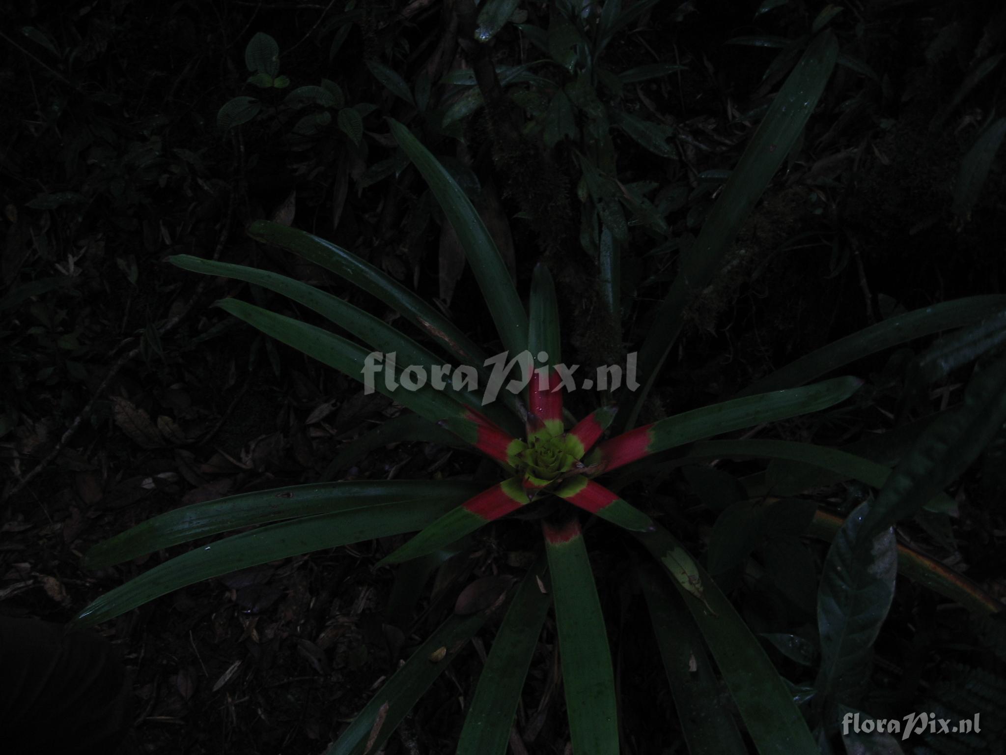 Guzmania squarrosa (Mez & Sodiro) L.B. Smith & Pittd.