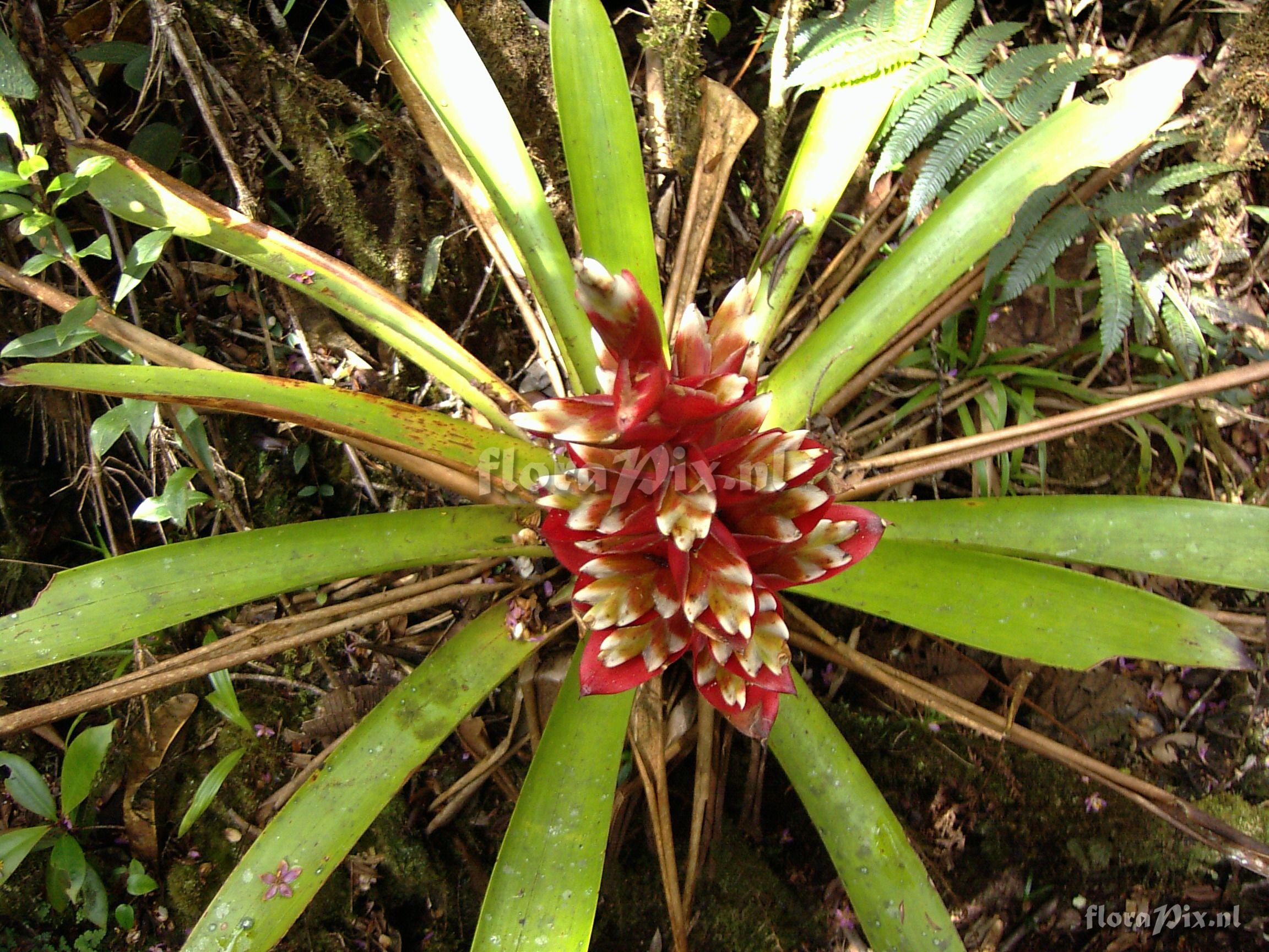 Vriesea rubrobracteata 