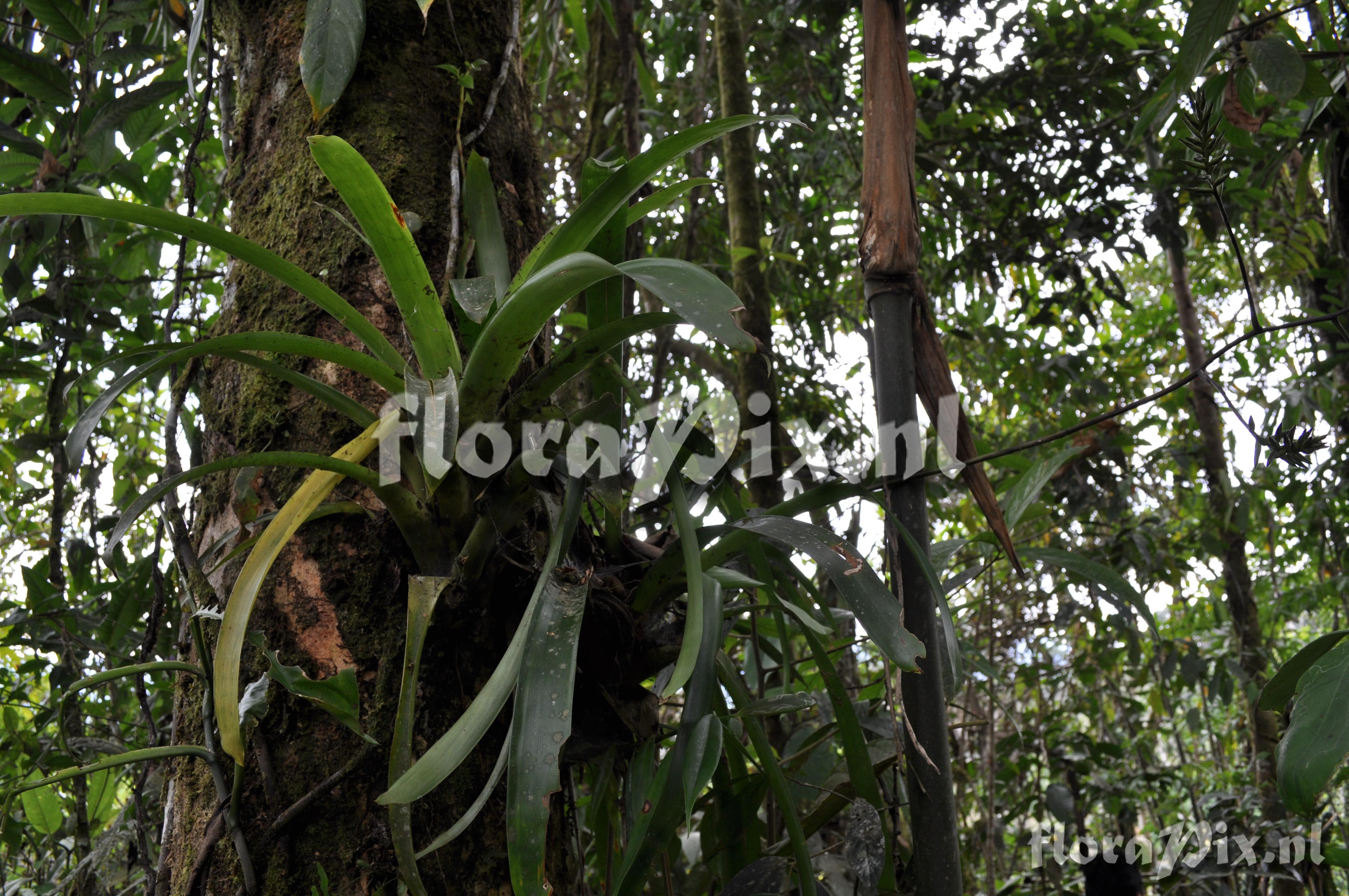 Guzmania roezlii (E. Morren) Mez