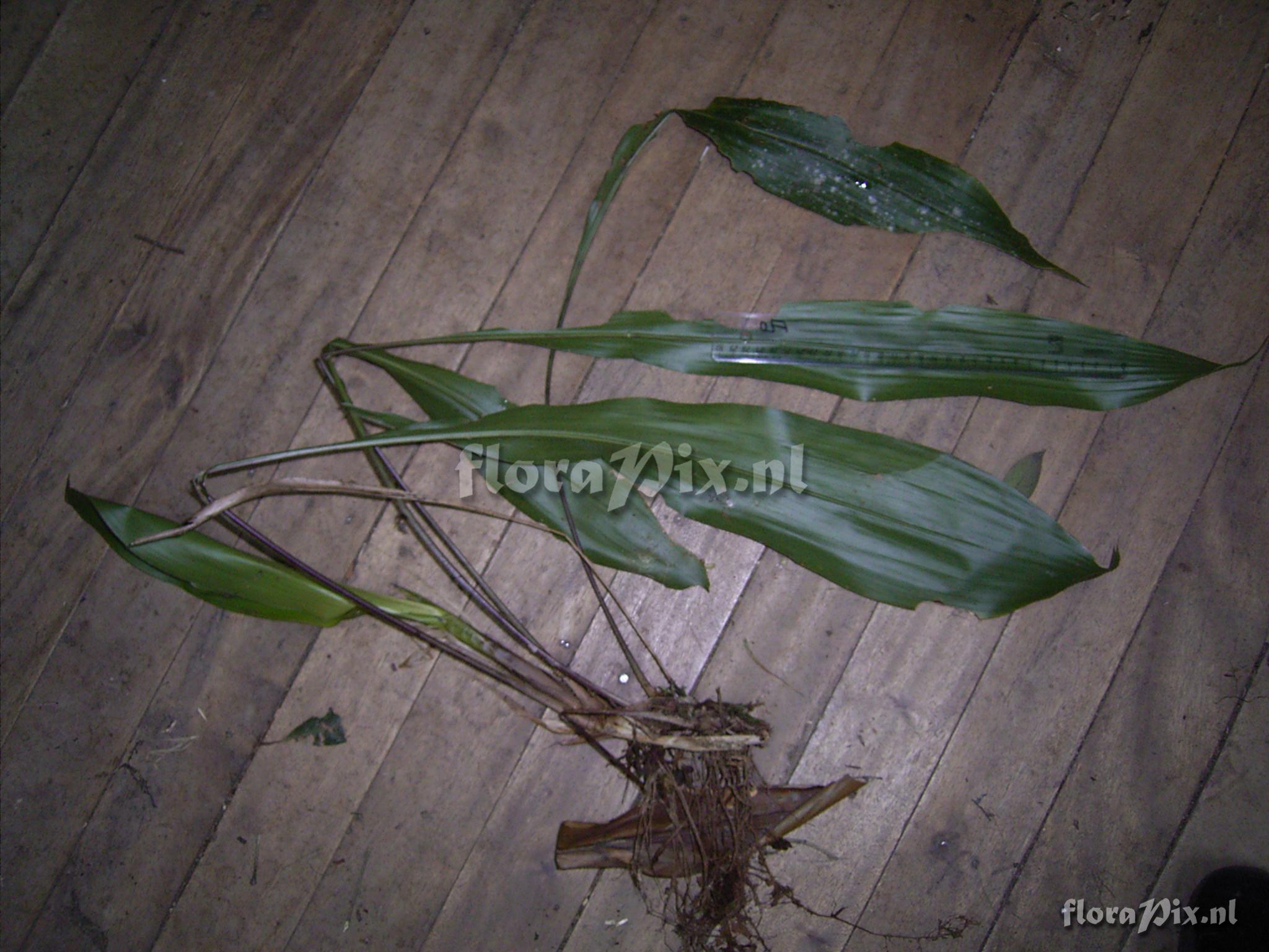 Pitcairnia maidifolia (C. Morren) Decne.