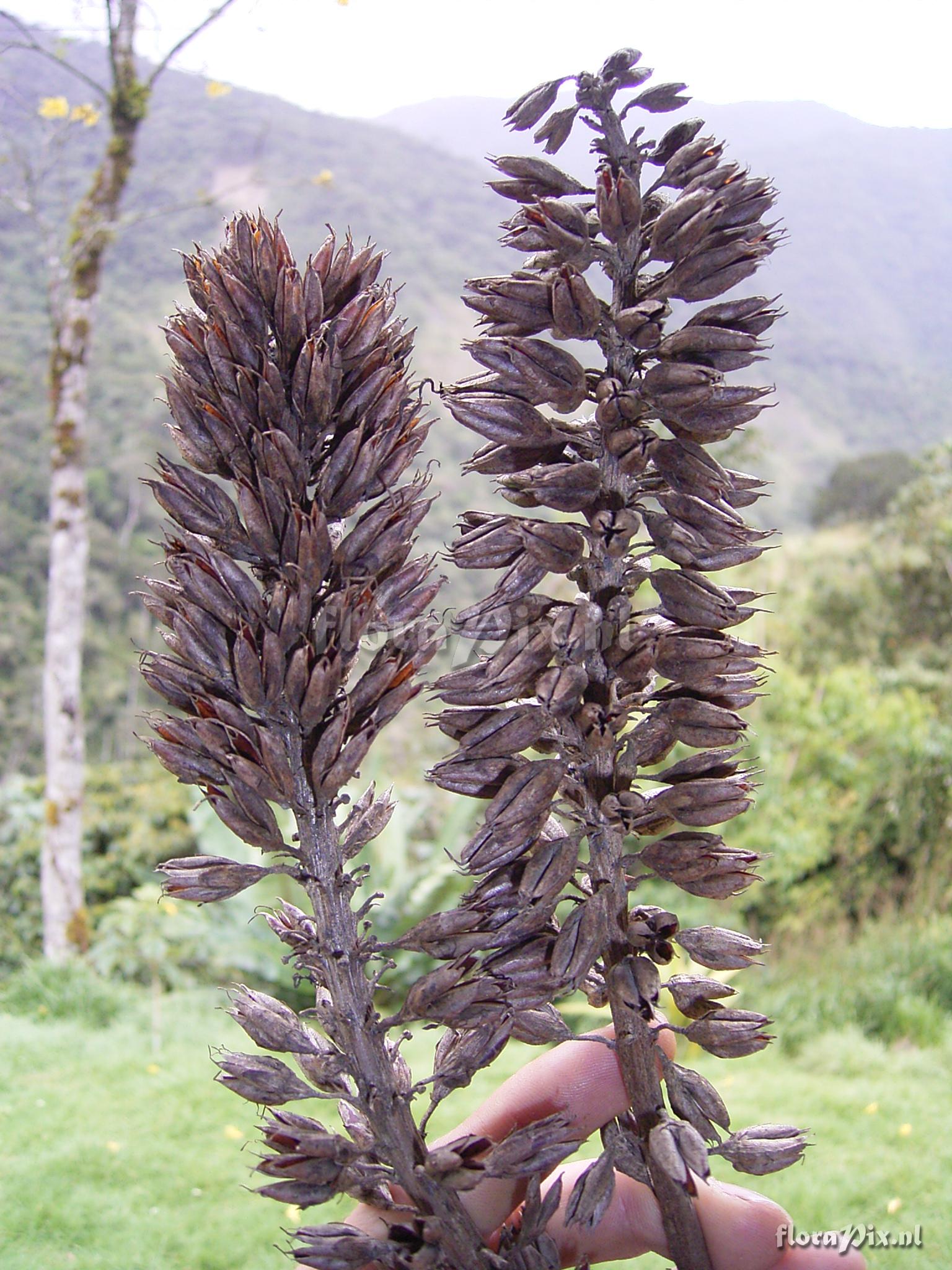 Pitcairnia trianae Andr var. retusa L.B. Sm.