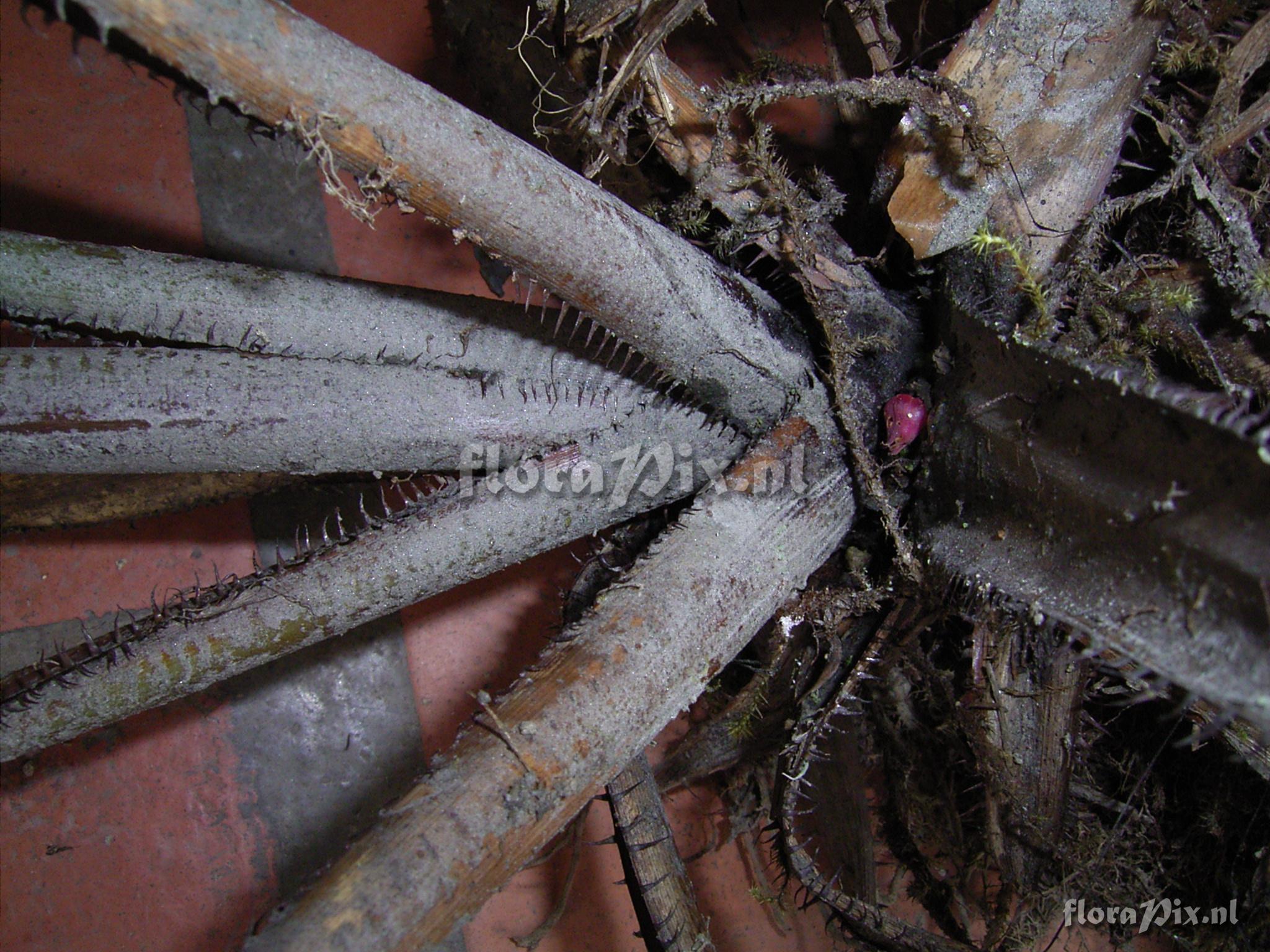 Pitcairnia trianae Andr var. retusa L.B. Sm.