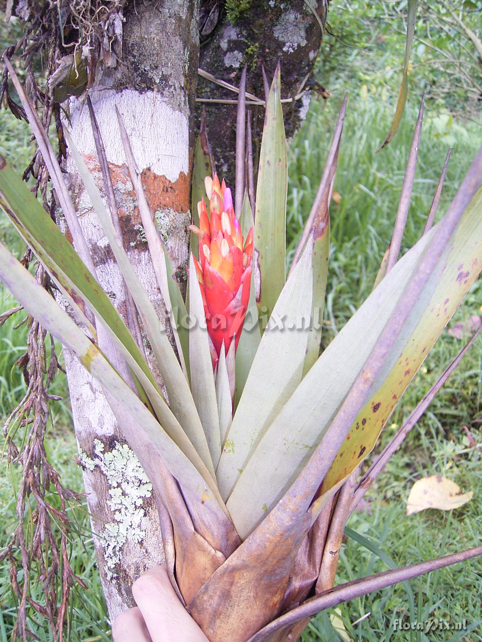 Tillandsia confinis L.B. Sm.