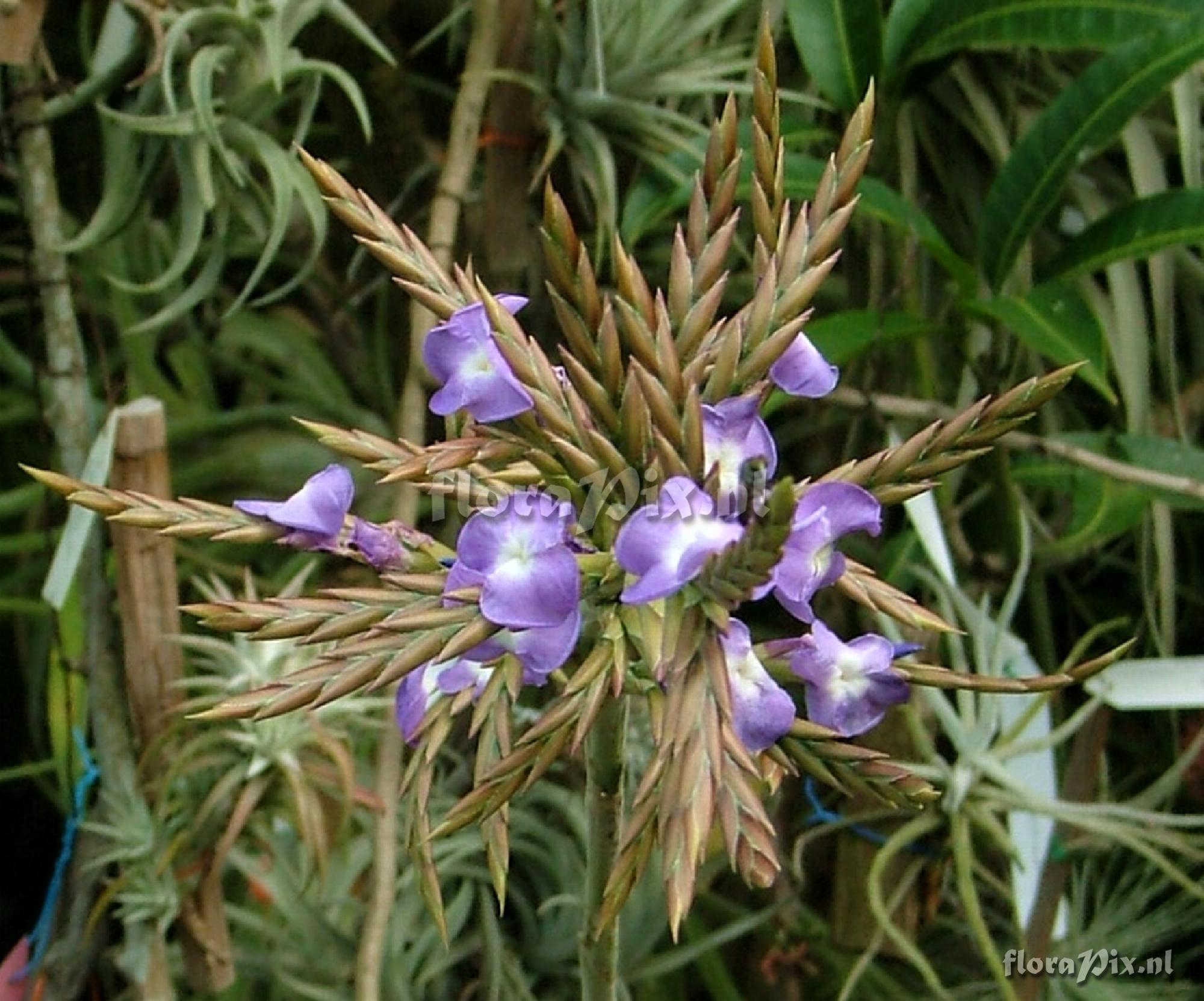 Tillandsia duratii