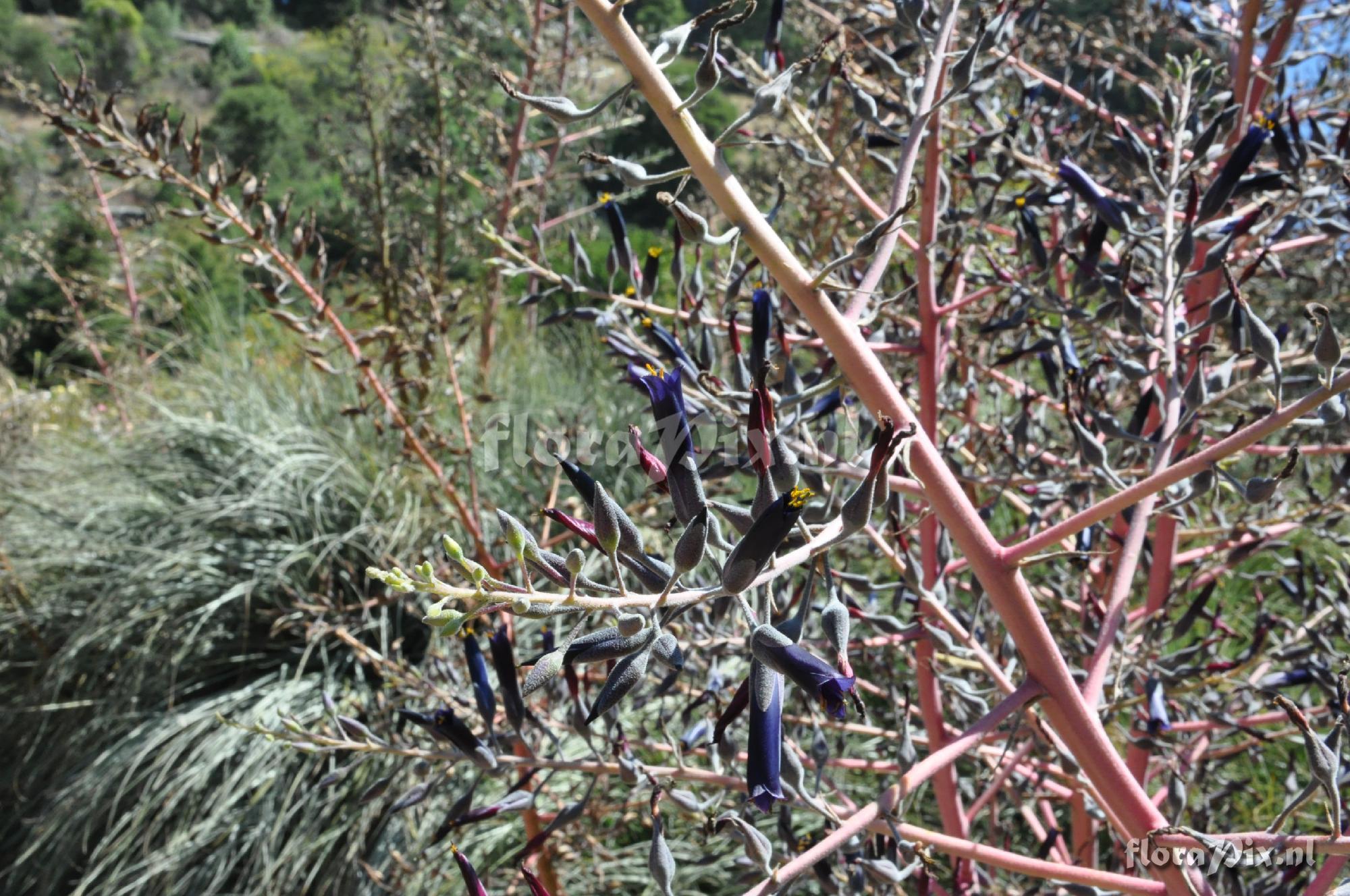 Puya 