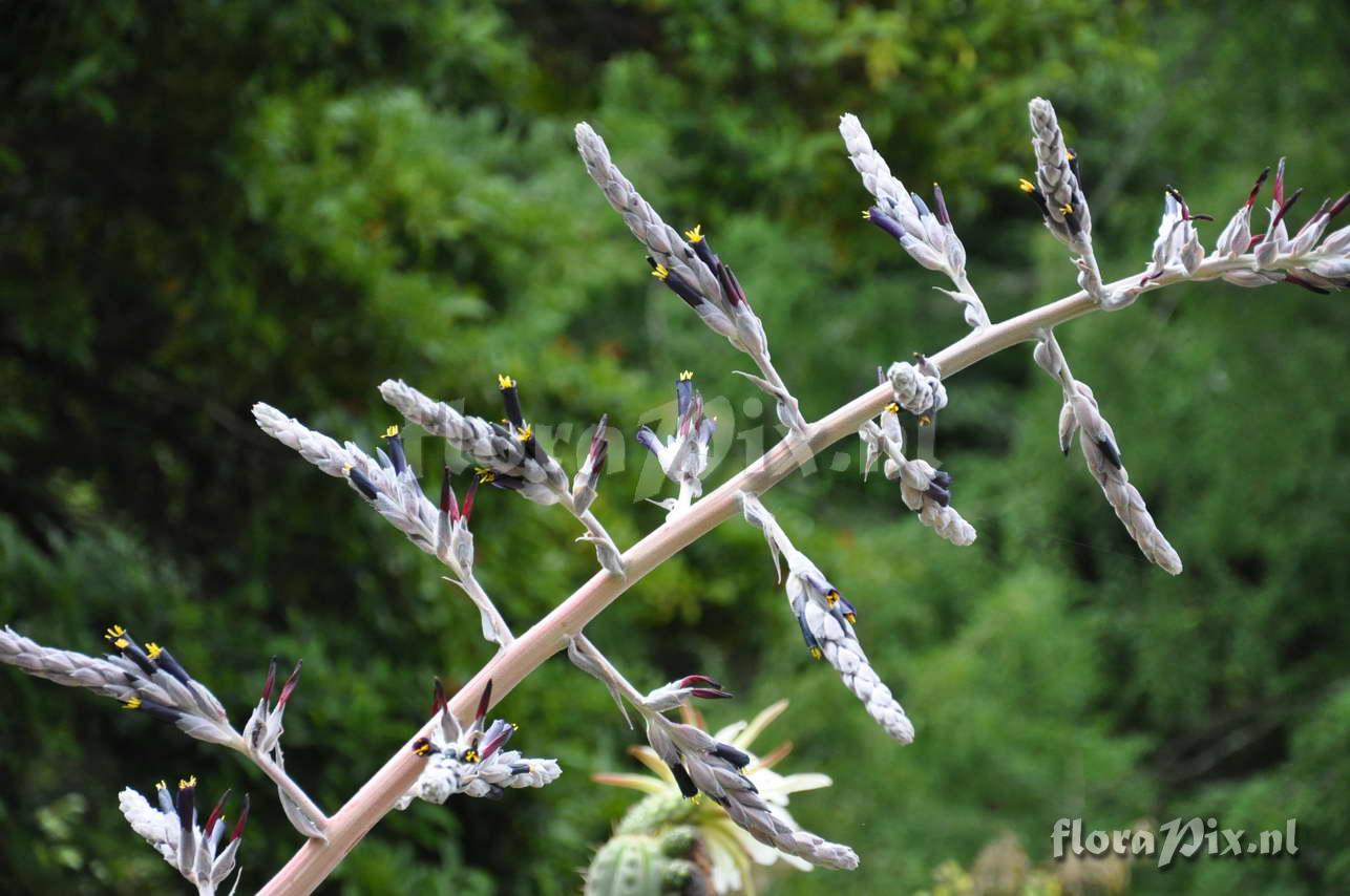 Puya spp.?