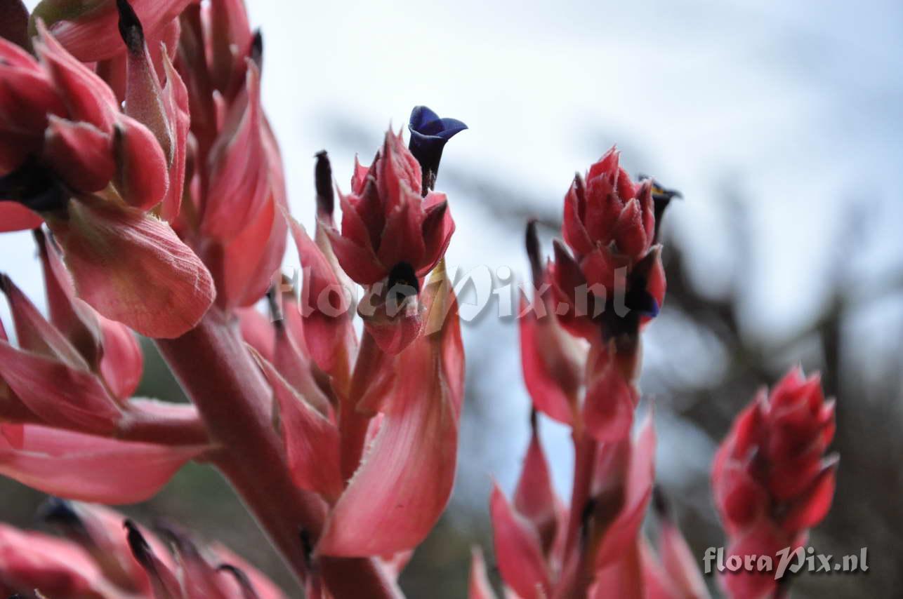 Puya 