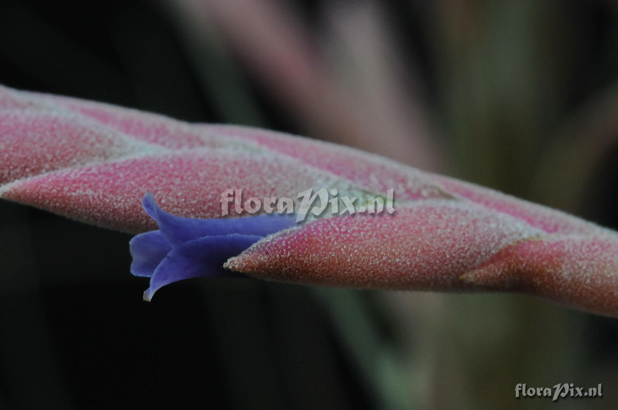 Tillandsia appenii