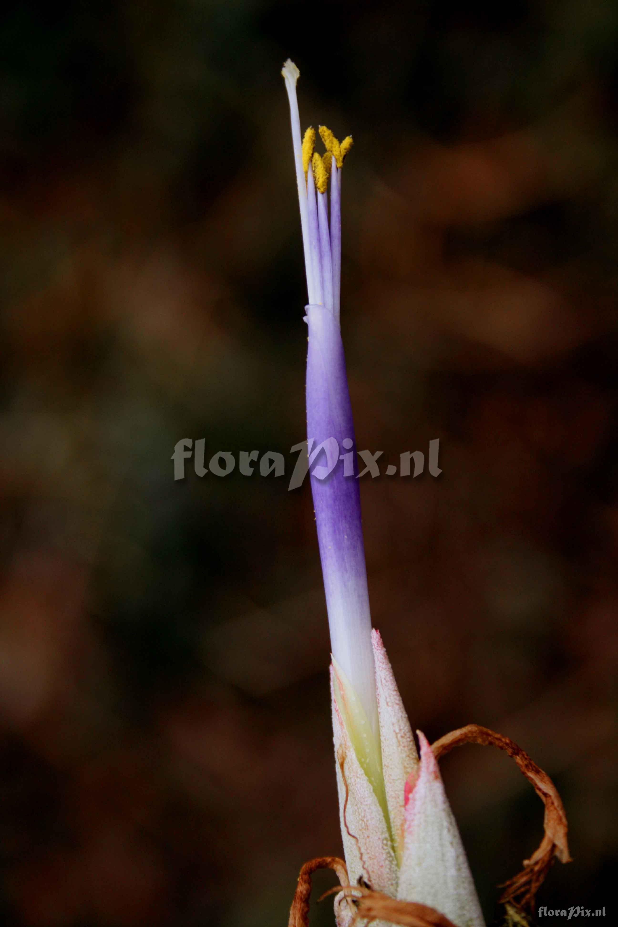 Tillandsia zacapanensis