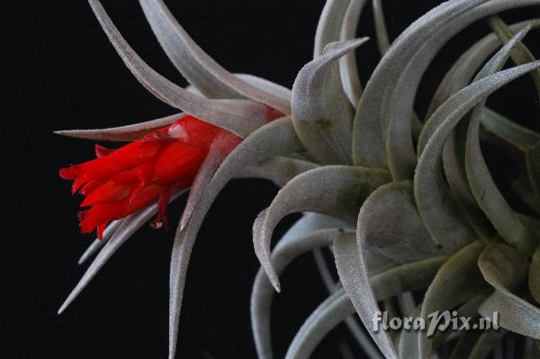 Tillandsia edithae