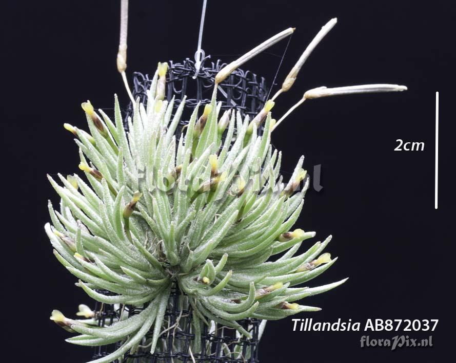 Tillandsia capillaris