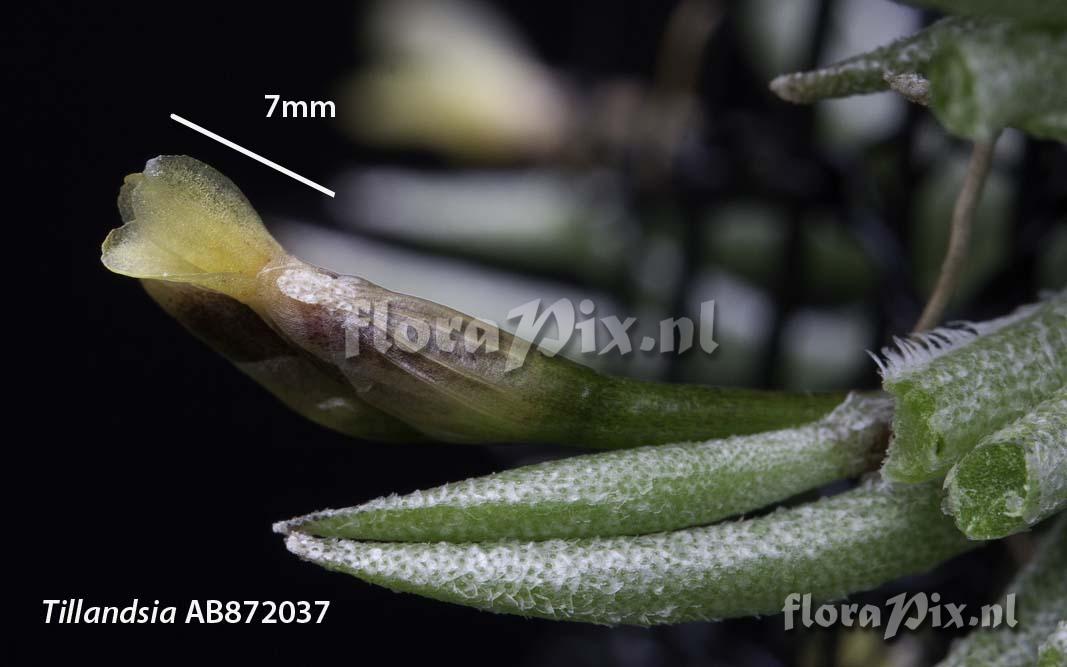 Tillandsia capillaris