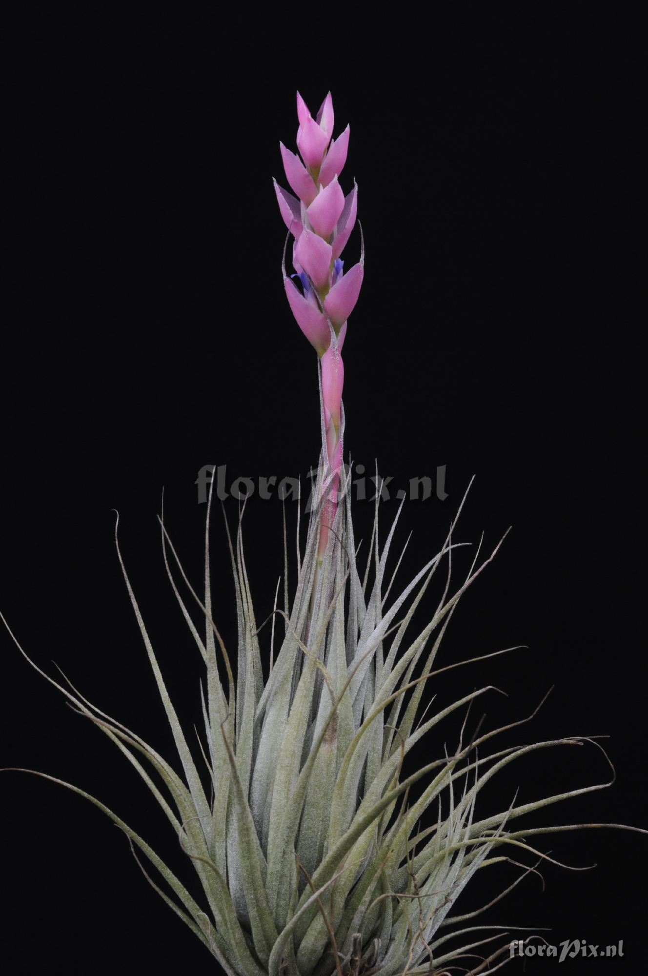 Tillandsia catimbauensis