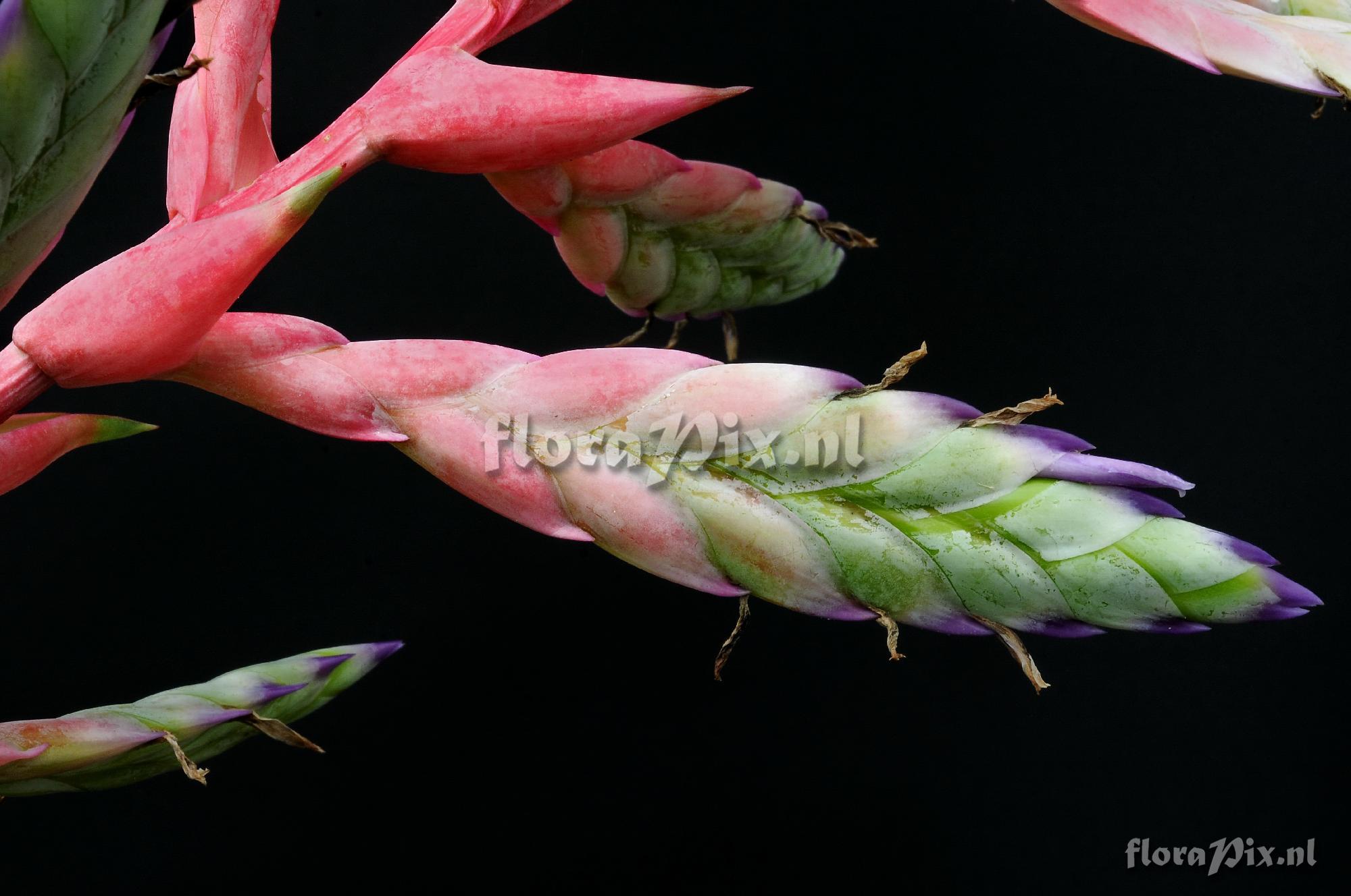 Tillandsia reuteri