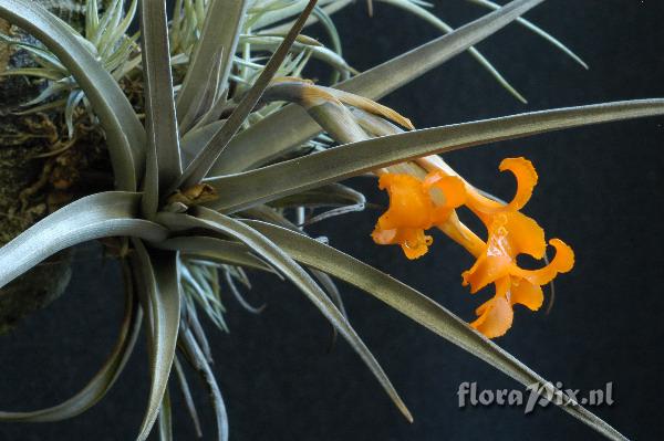 Tillandsia erici