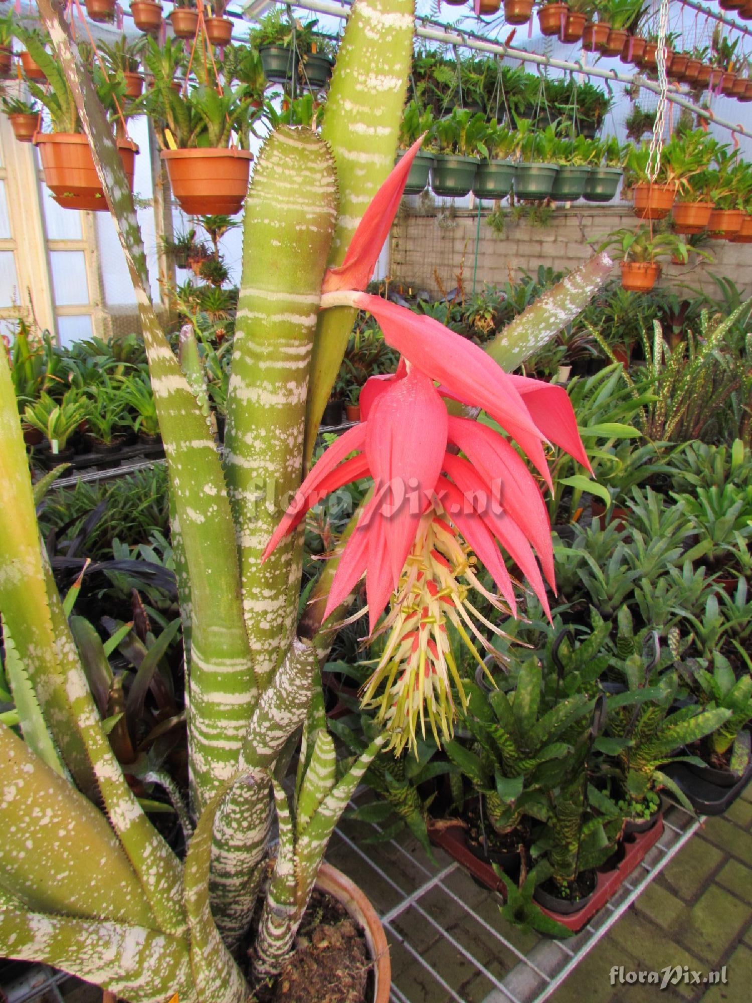 Billbergia oxysepala