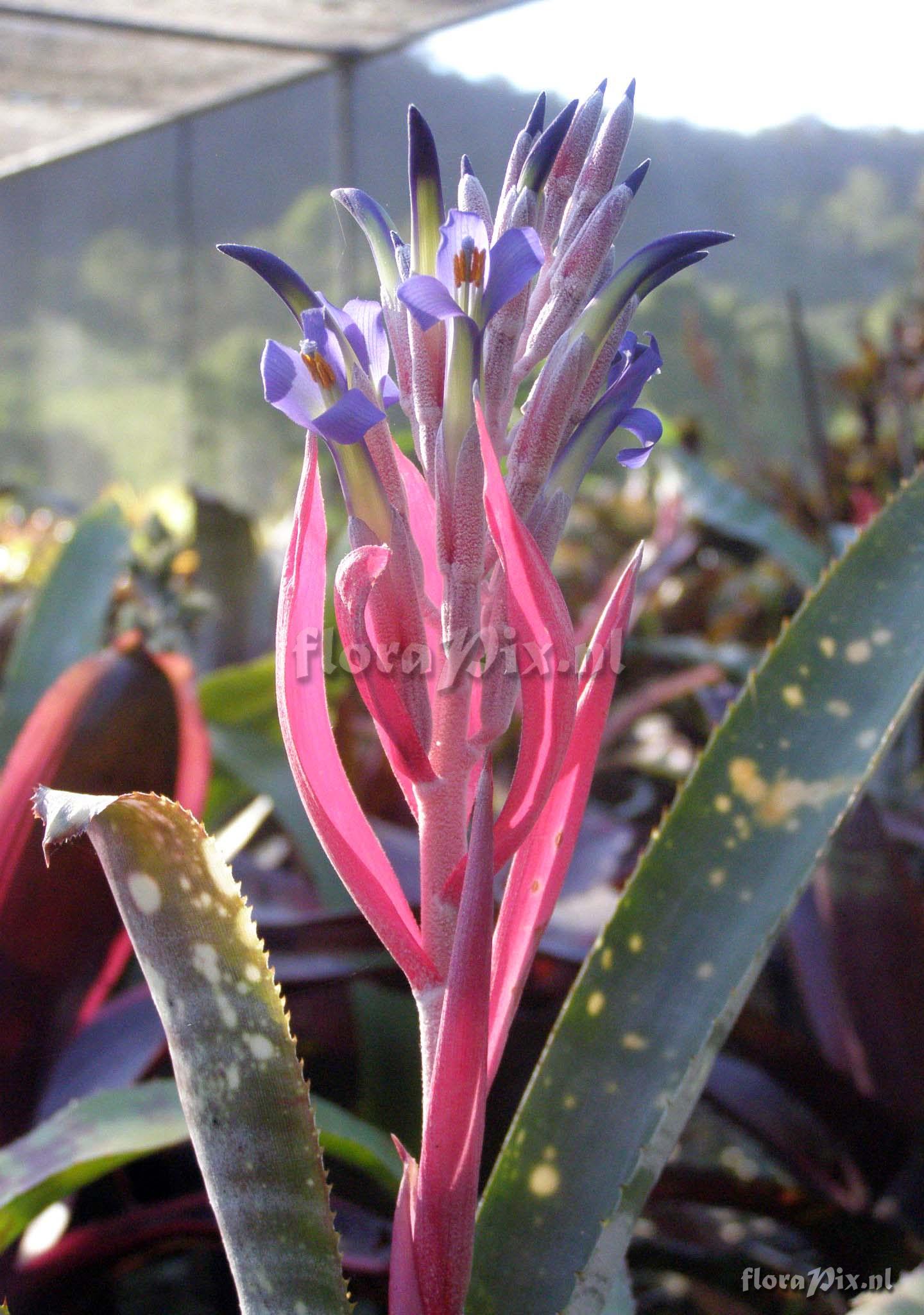 Billbergia 