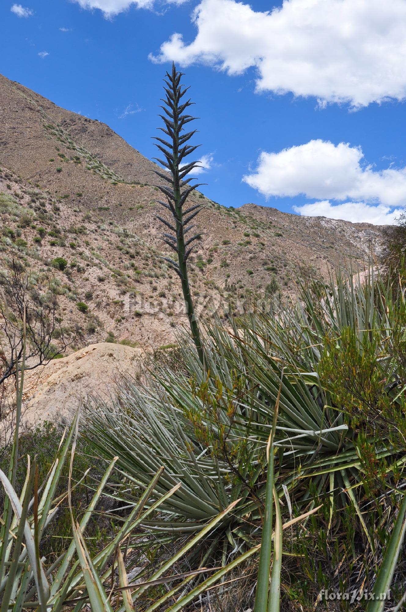 Puya weddelliana