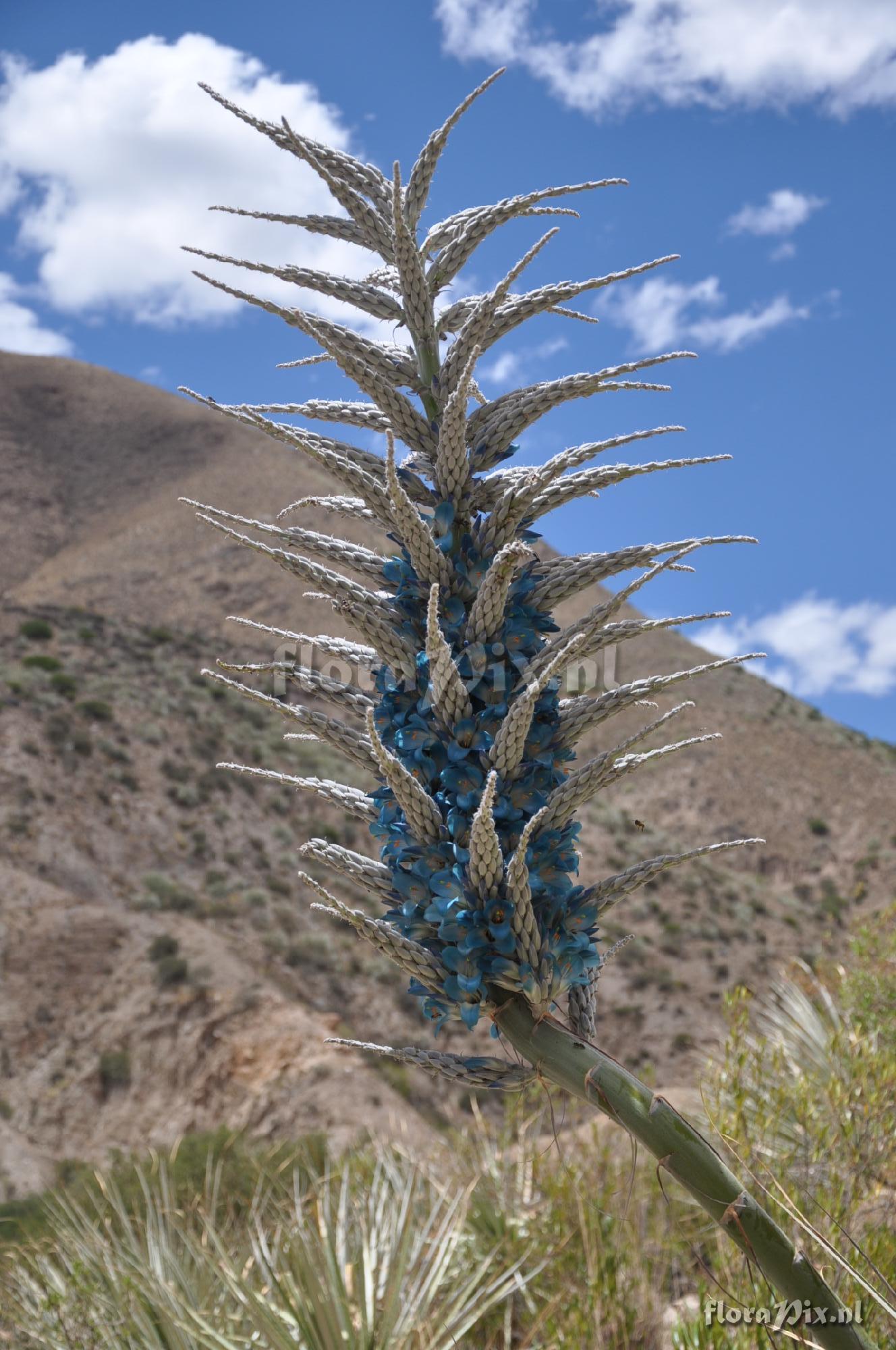 Puya weddelliana