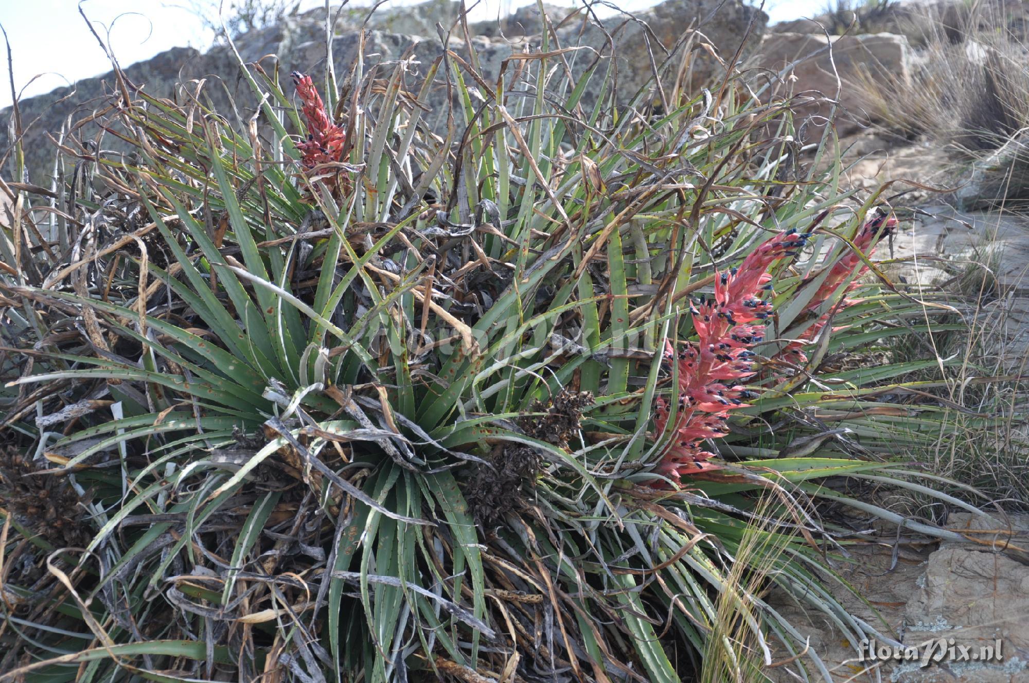 Puya spec.