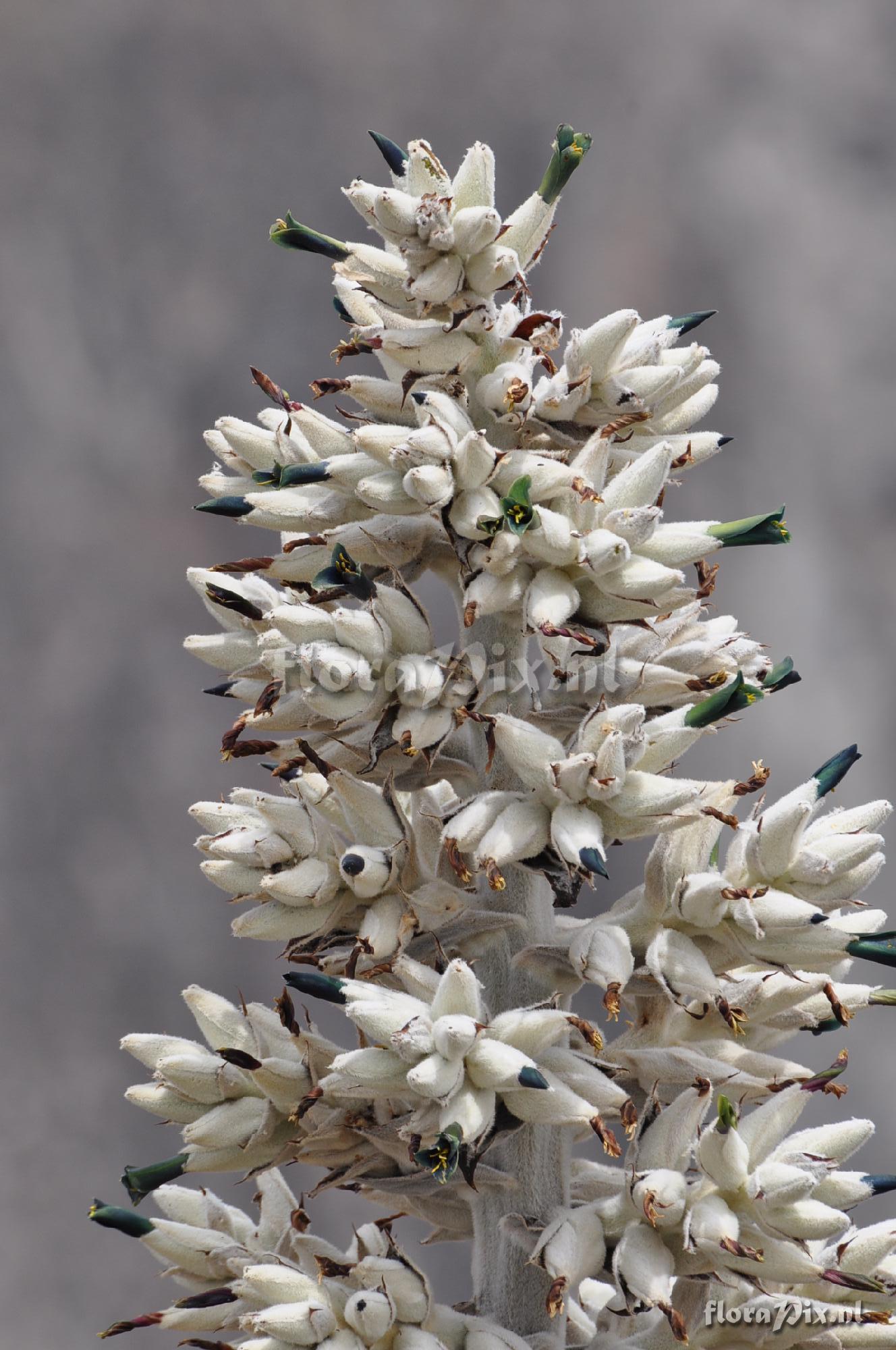 Puya spec. Colca Canyon