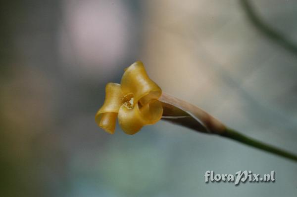 Tillandsia funenbris