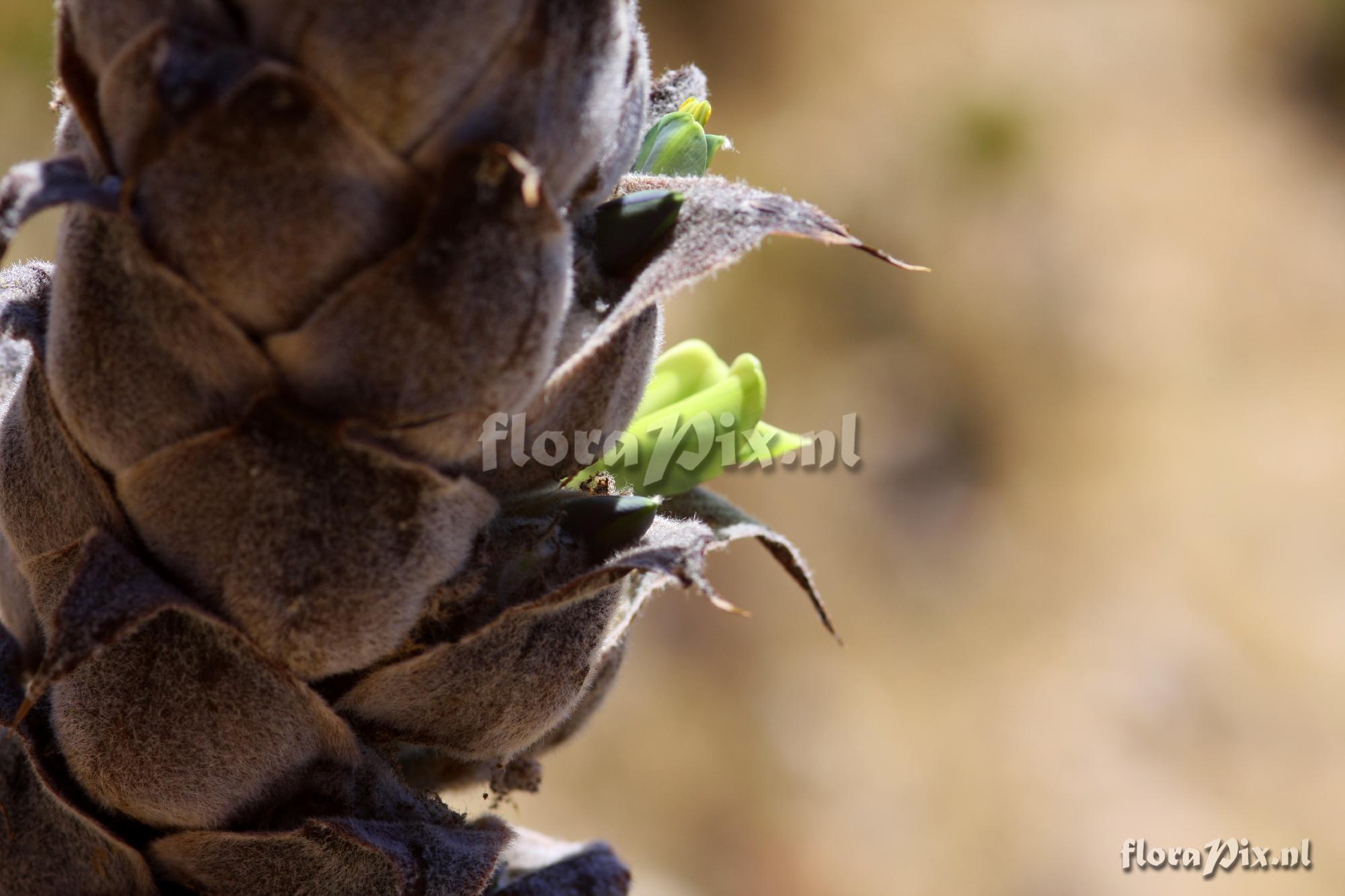 Puya spec.