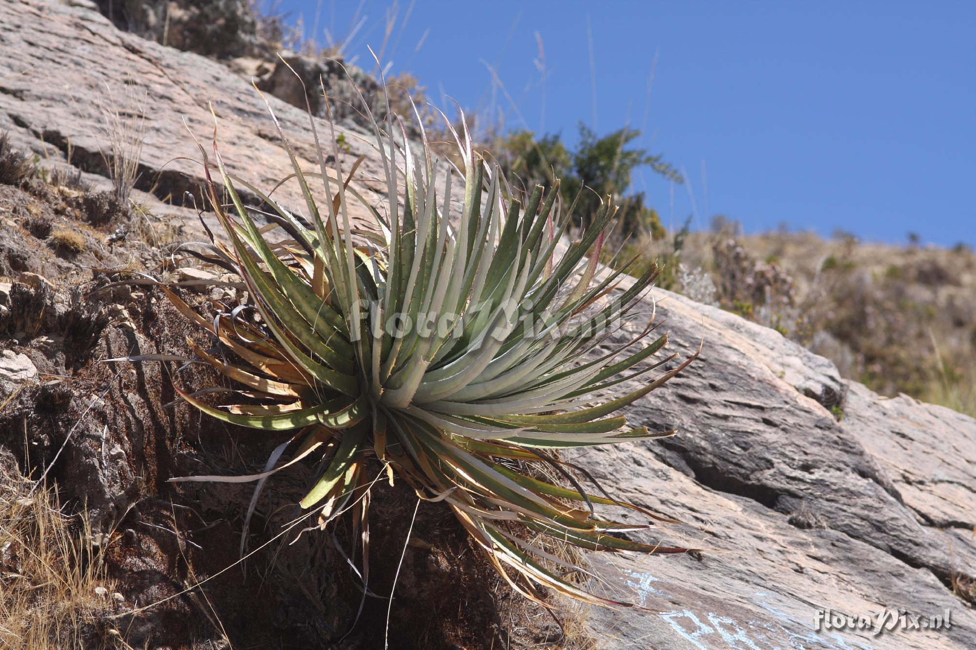 Puya spec.