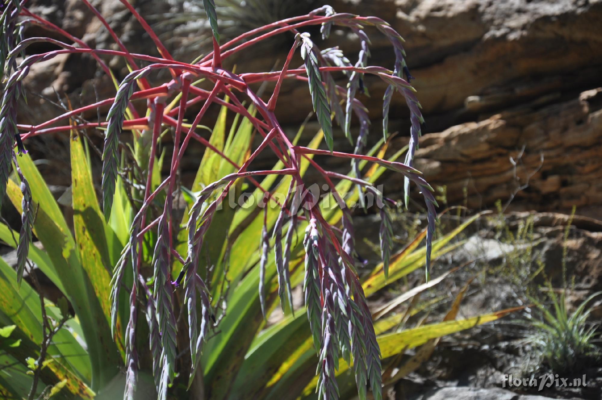 Tillandsia ferreyrae