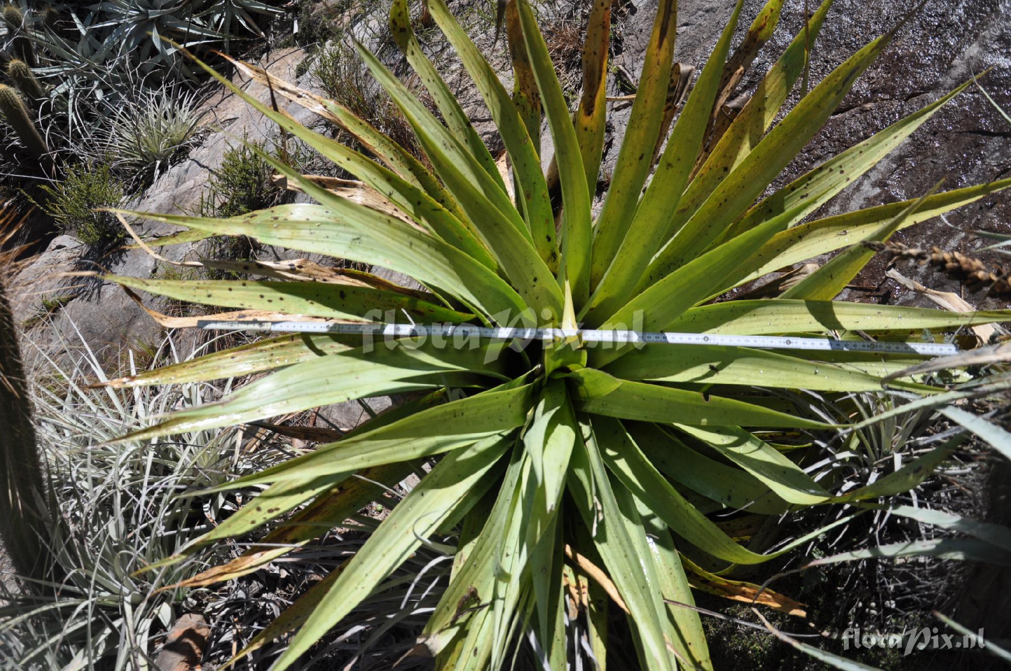 Tillandsia ferreyrae