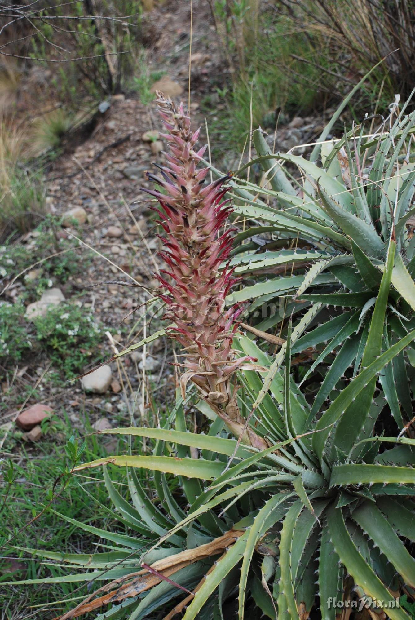 Puya cf. meziana