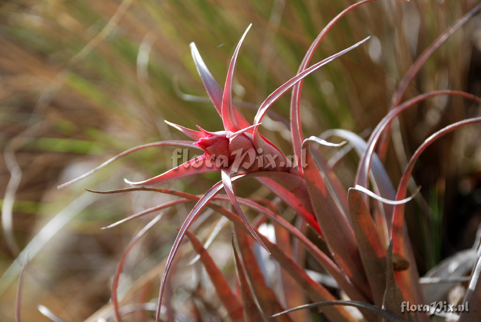 Tillandsia sphaerocephala