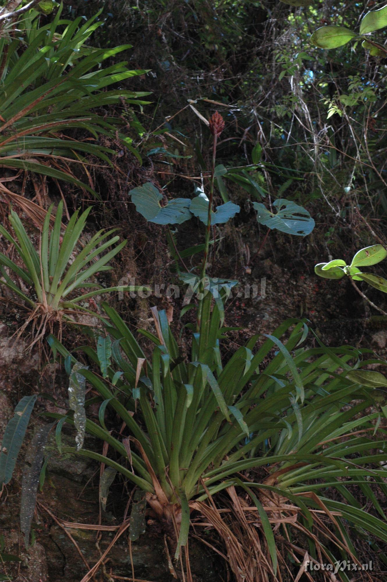 Guzmania inkaterrae