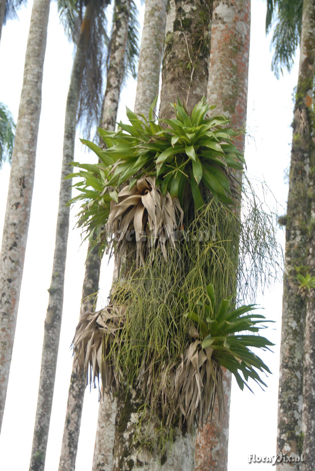 Vriesea procera