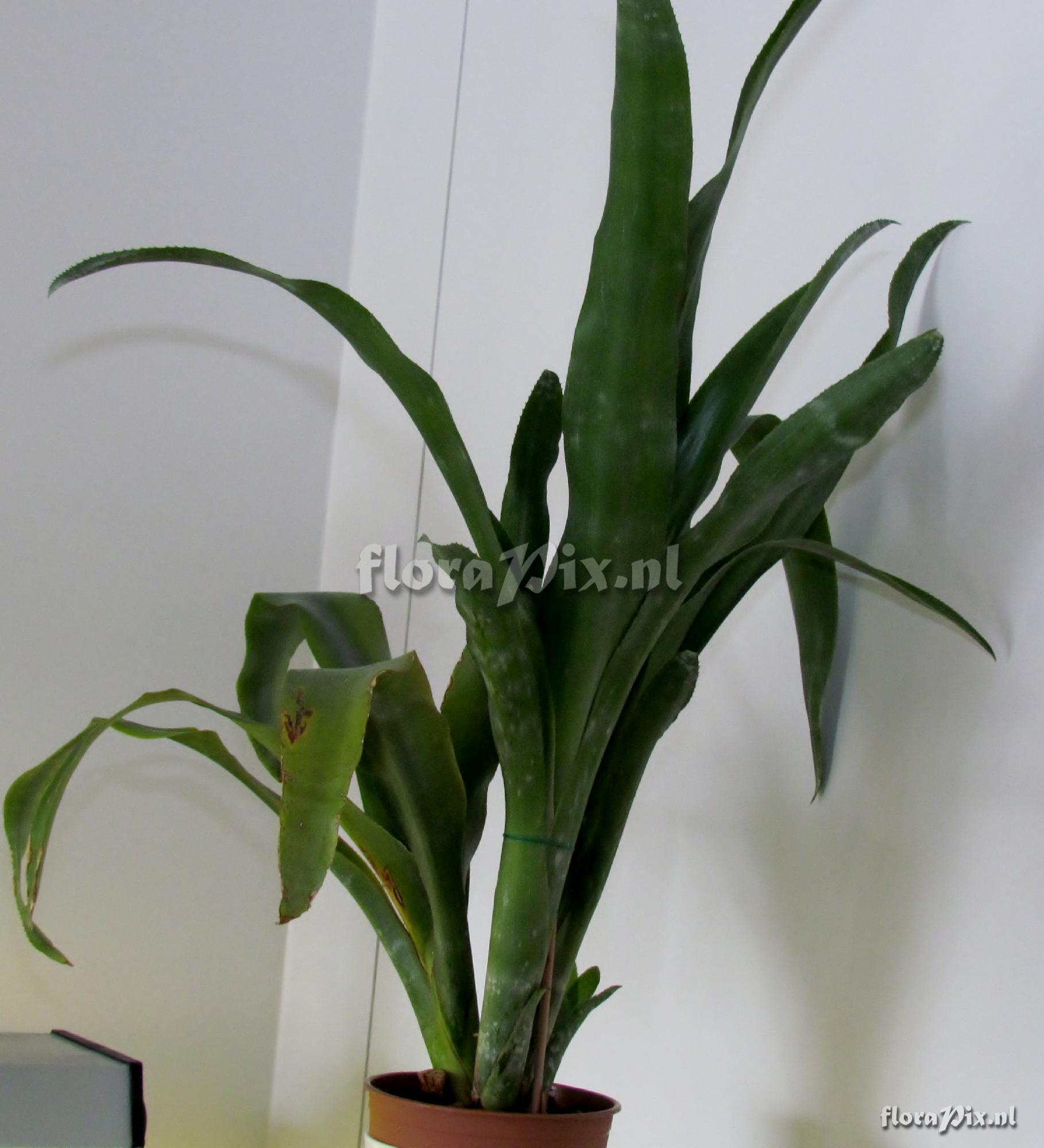 Billbergia decora