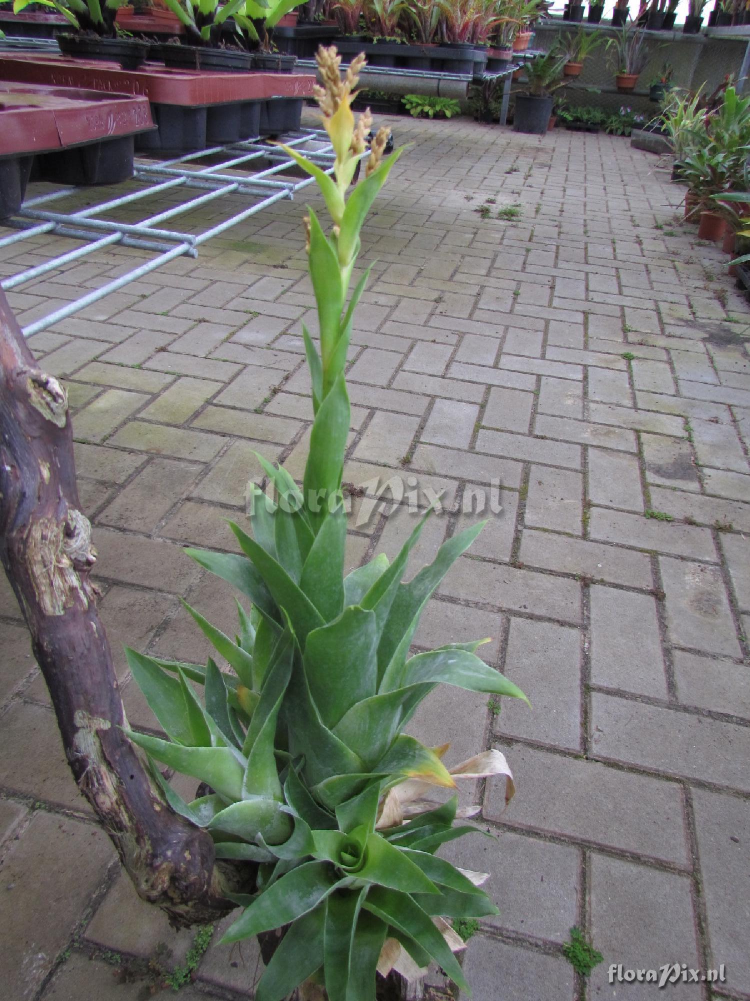 Catopsis cf hahnii