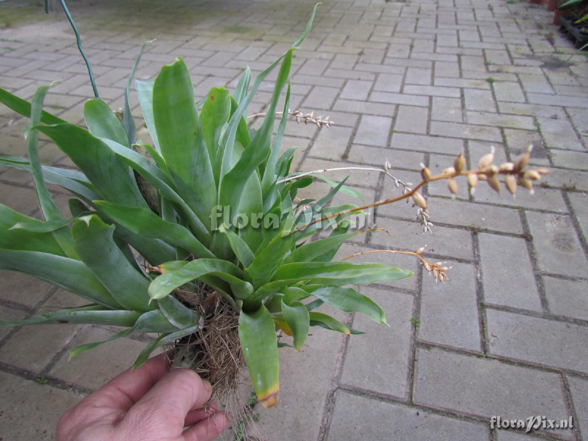 Catopsis sessiliflora