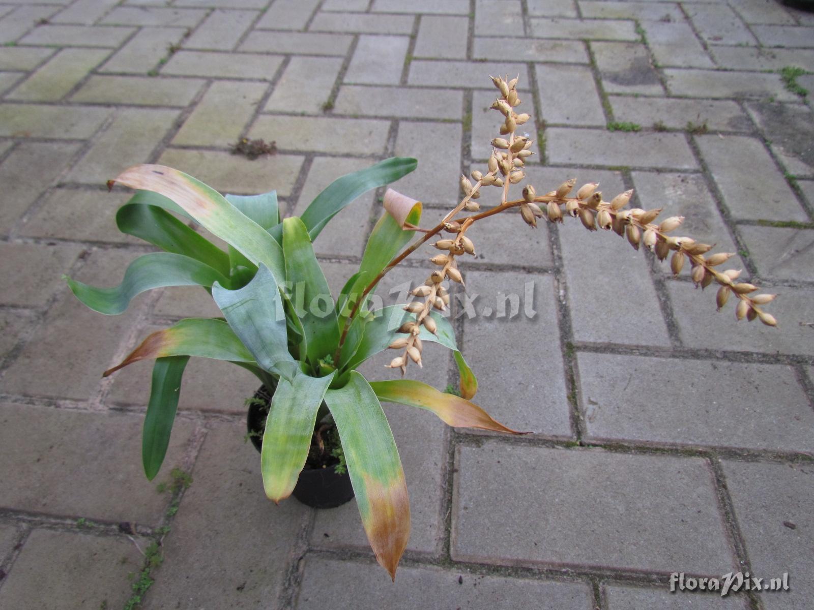 Catopsis sessiliflora