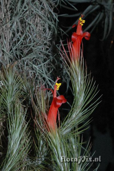 Tillandsia funciana