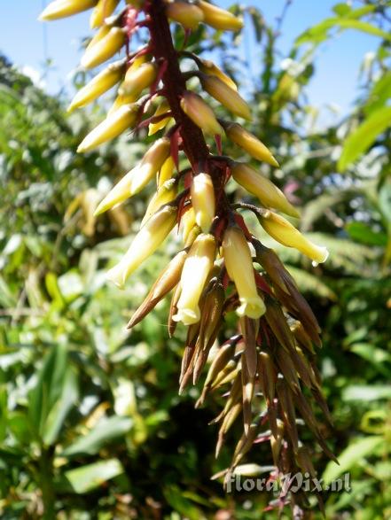 Pitcairnia bicolor?