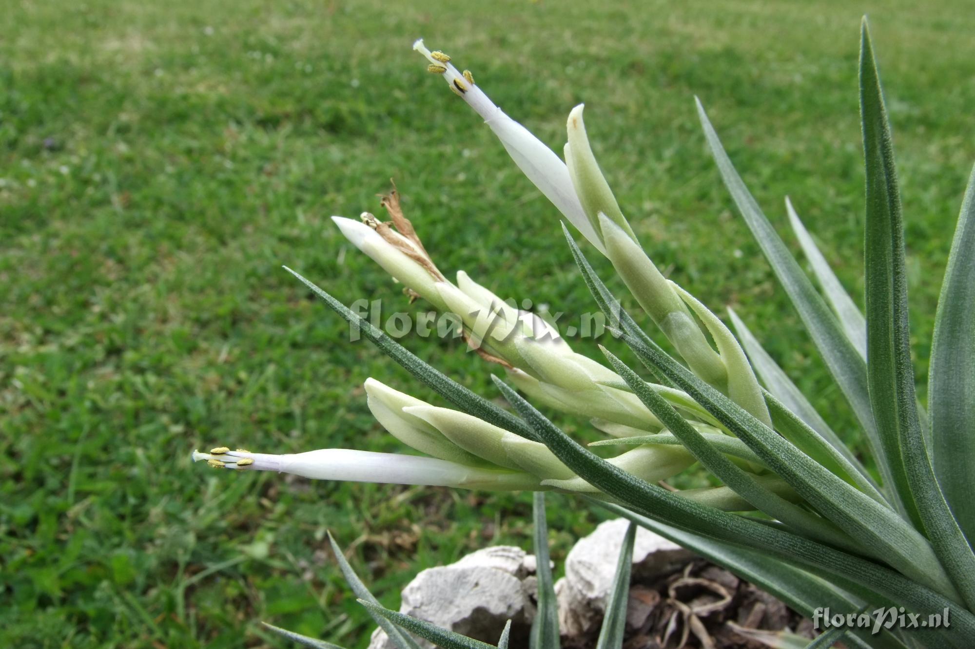 Tillandsia santosiae