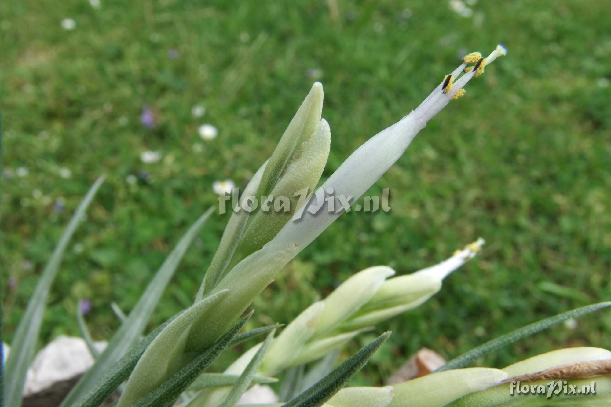 Tillandsia santosiae