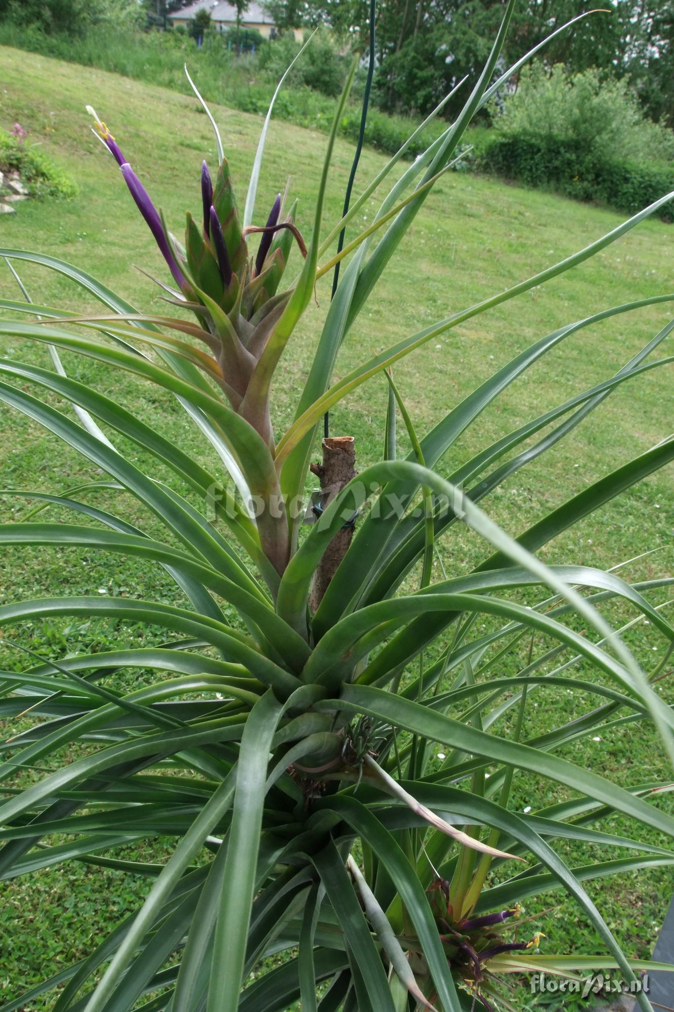 Tillandsia capitata x ? BOE00397